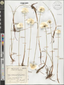 Eriophorum Scheuchzeri Hoppe