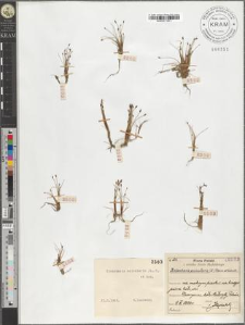 Eleocharis acicularis (L.) R. et Sch.