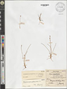 Heleocharis pauciflora (Lightf.) Link