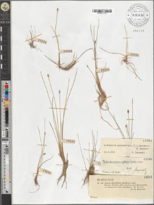 Heleocharis pauciflora (Lightf.) Link