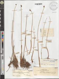 Schoenoplectus Tabernaemontani (Gmel.) Palla