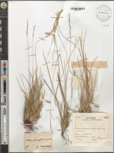 Festuca psammophila (Hack.) Fritsch