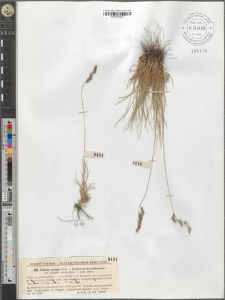 Festuca sulcata Hack. var. saxatilis (Schur) Richt.