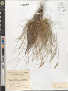 Festuca versicolor Tausch. subsp. versicolor