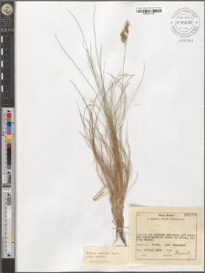 Festuca versicolor Tausch. subsp. versicolor