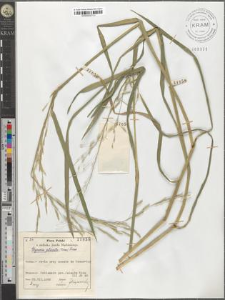 Glyceria plicata (Fries) Fries