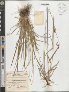 Hierochloe australis (Schrad.) Roem. et Schult.