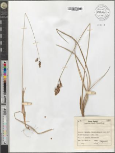 Hierochloe australis (Schrad.) Roem. et Schult.