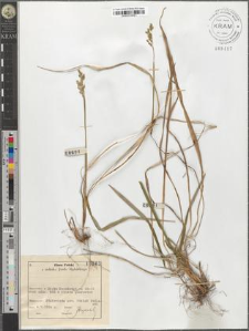 Hierochloe australis (Schrad.) Roem. et Schult.