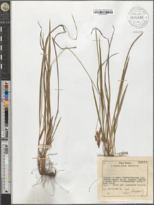 Hierochloe australis (Schrad.) Roem. et Schult.