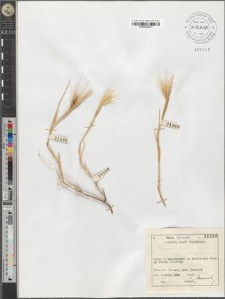 Hordeum hystrix Roth