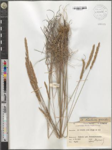 Koeleria gracilis