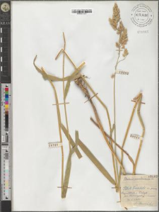 Phalaris arundinacea L.