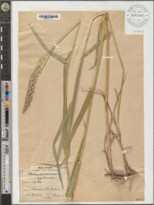 Phalaris arundinacea L.