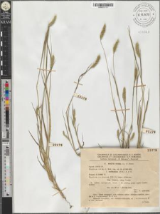 Setaria viridis (L.) P. Beauv. fo. reclinatum (Vill.) A. et G.