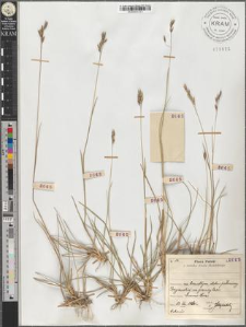 Sieglingia decumbens Lam.