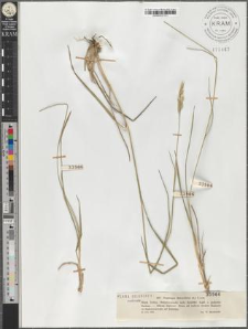 Sieglingia decumbens (L.) Lam.