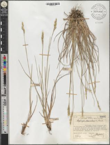 Sieglingia decumbens (L.) Bernh.