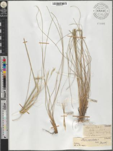 Stipa capillata L.