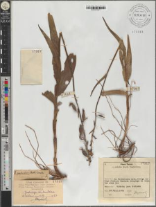Epipactis palustris (L.) Crantz