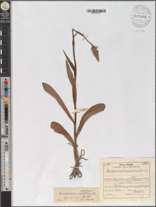 Dactylorhiza maculata s. str. (L.) Soó
