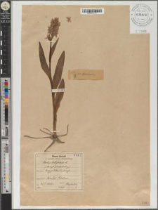 Orchis latifolius L.