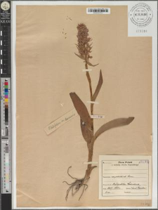 Orchis latifolius L. var. dunensis