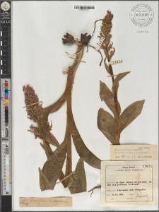 Dactylorhiza majalis (Reichenb.) P.F. Hunt et Summerhayes