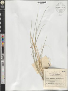 Stipa joannis L.