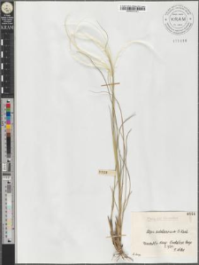 Stipa pulcherrima C. Koch