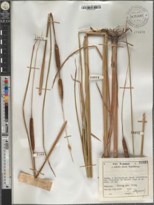 Typha laxmanni