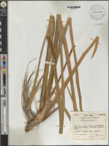 Acorus calamus L.