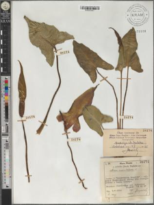 Arum maculatum L.