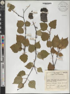 Betula pendula Roth subsp. obscura (Kotula) Löve