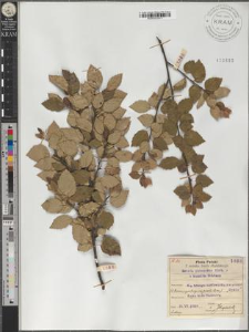 Betula pubescens Ehrh. × humilis Schrank