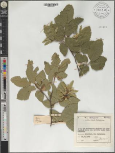 Carpinus betulus L.