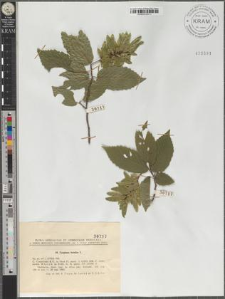 Carpinus betulus L.