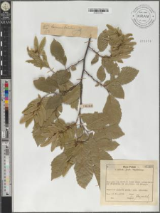 Carpinus betulus