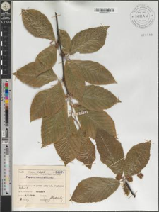 Fagus orientalis Lipsky