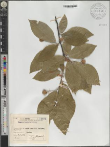 Fagus orientalis Lipsky