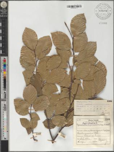 Fagus sylvatica L. subsp. moesiaca (Malý) Szafer