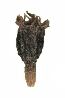 Scleranthus cfr. annuus L.
