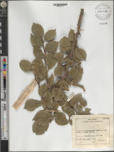 Ulmus campestris L. var. suberosa × scabra Mill.