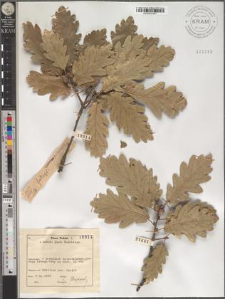 Quercus pubescens