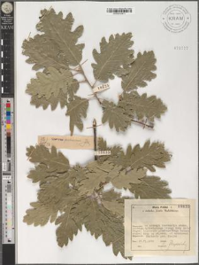 Quercus pubescens