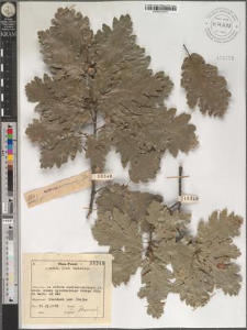 Quercus pubescens