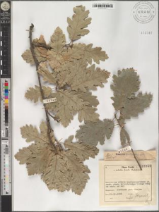 Quercus pubescens