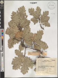 Quercus pubescens