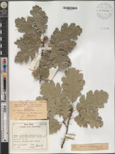 Quercus pubescens