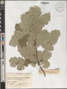 Quercus pubescens var. Kitaibelii